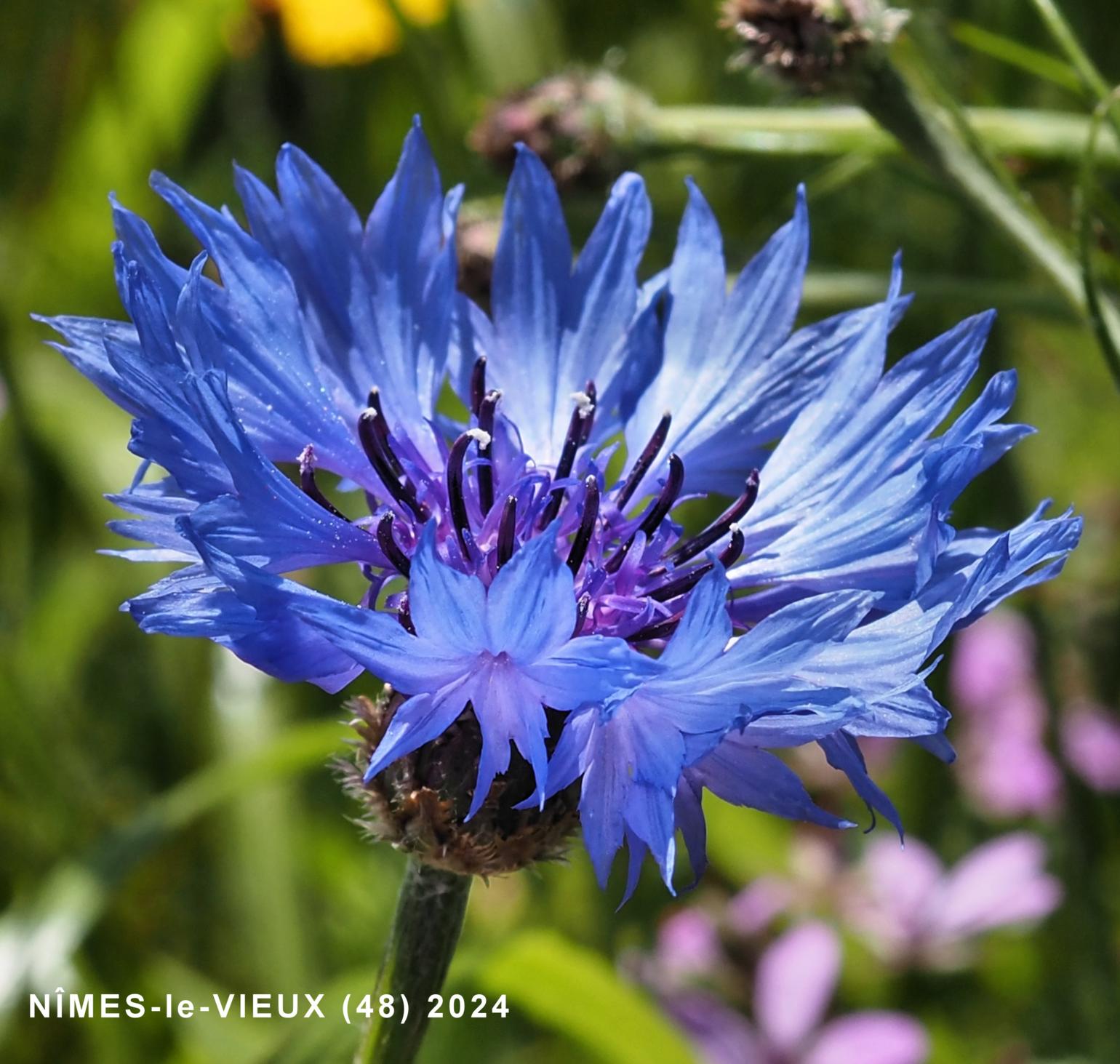 Cornflower